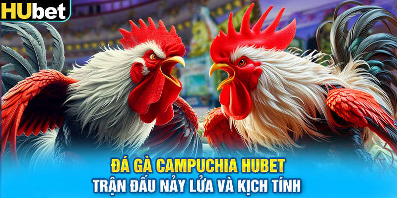 Đá Gà Campuchia HUbet: Trận Đấu Nảy Lửa Và Kịch Tính