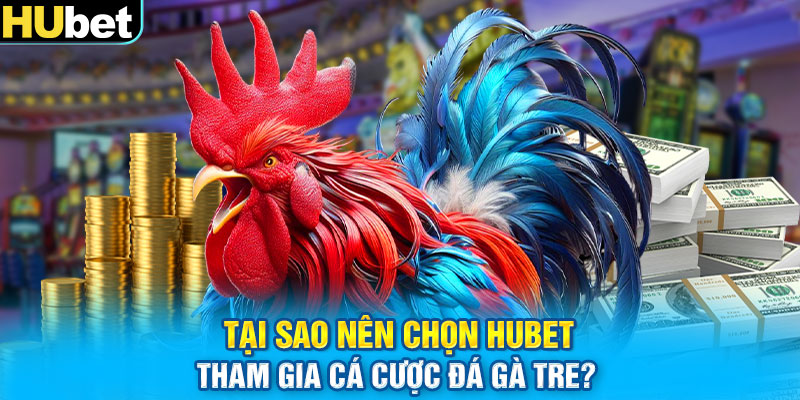 Tại sao nên chọn Hubet tham gia cá cược đá gà tre?