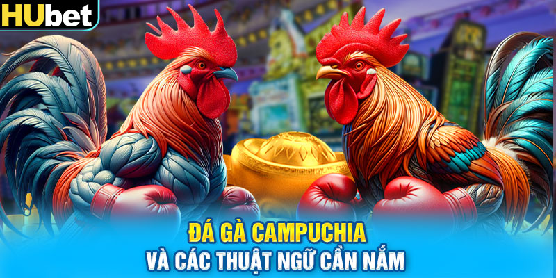 Đá gà Campuchia và các thuật ngữ cần nắm